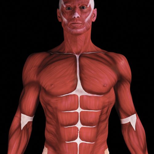 Body painting anatomy