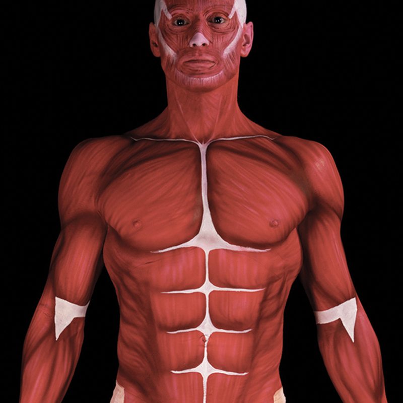 Human Muscle Chart Anatomy Design | Skincognito Body Painting